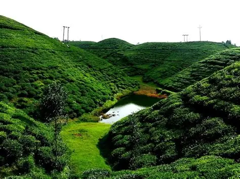 Happy Valley Tea Garden